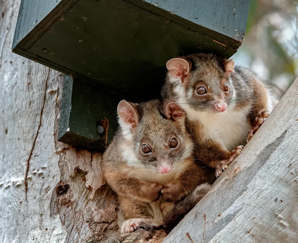 Two ringtail possums on a tree branch.