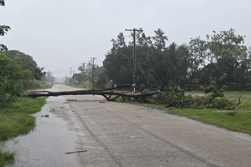 A tree laying across a downed powerline, on a road.
