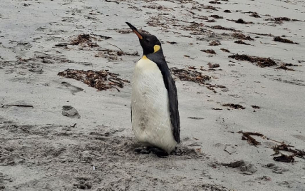 King Penguin near Esperance, Western Australia.