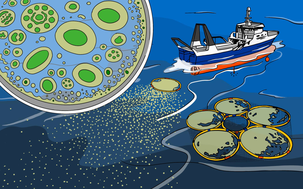 Illustration of ship and algae.
