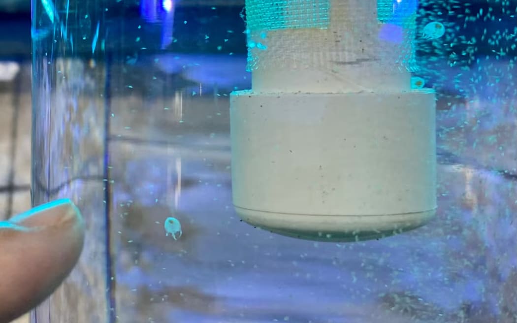 Irukandji stings can cause feelings of 