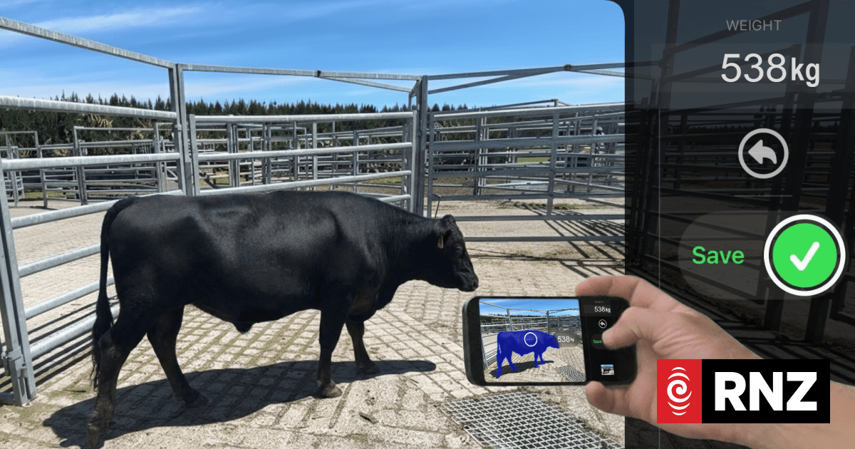 Kiwi ingenuity taking the danger out of weighing cattle