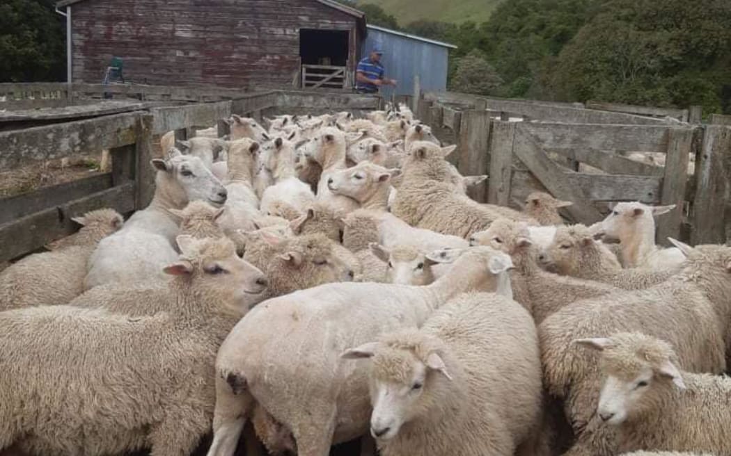 Some of the residents of the Mahana Farm at Raukawa near Hastings in central Hawkes Bay, where fuel has run out.