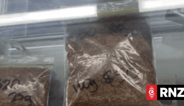 Illicit tobacco products readily available in Auckland