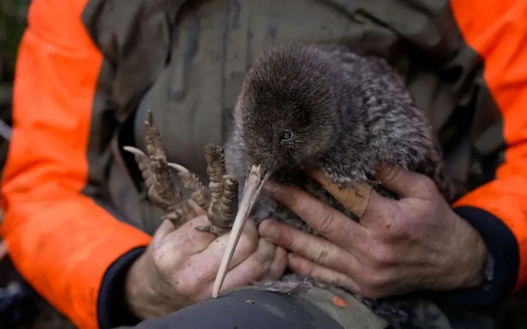 One of the Pukupuku kiwi rediscovered in South Westland in March 2025.