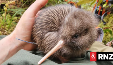 Rowi kiwi returned to South Westland