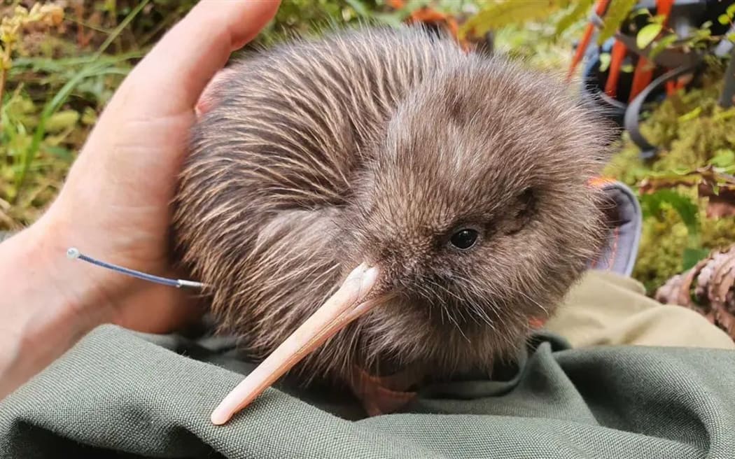 A rowi kiwi.