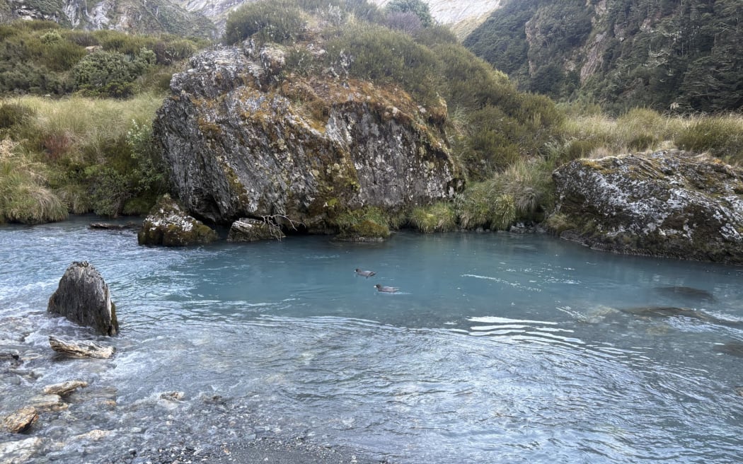 A pair of endangered whio spotted in Rees Valley.