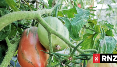 Country Life: Roots that run deep - Capri tomatoes
