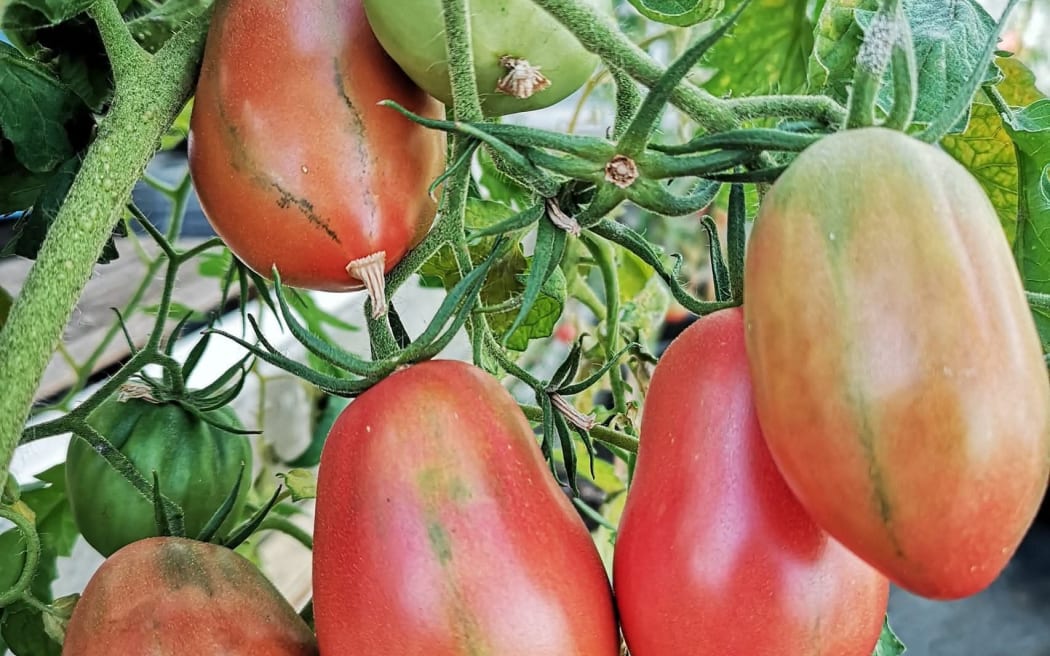The tomatoes contain little seeds and are acid-free.