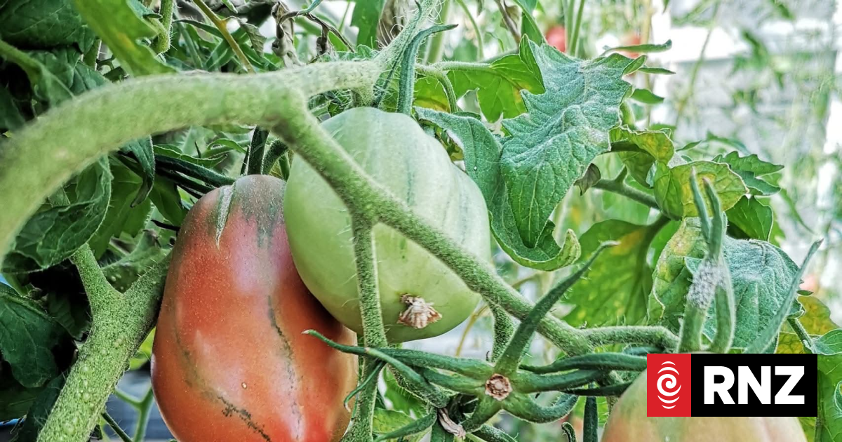Country Life: Roots that run deep - Capri tomatoes