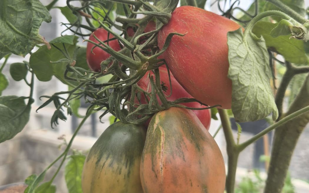 The tomatoes had a distinctive, elongated shape with a green crown on top.