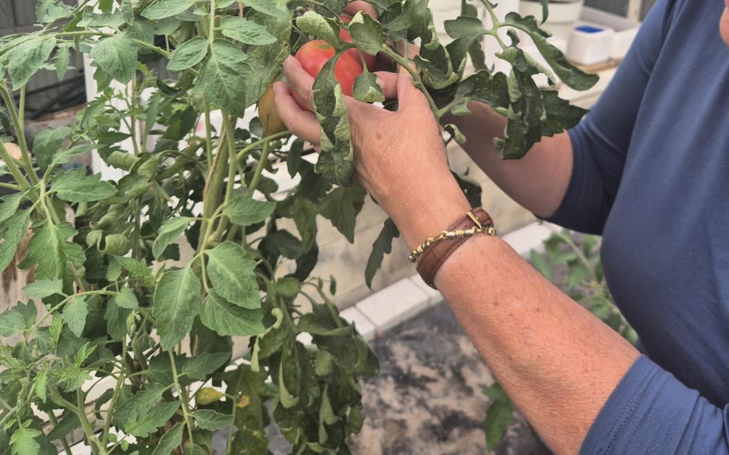 For over a decade, Nina Cuccurullo has been growing tomatoes from her glasshouse in the Wellington suburb of Island Bay.
