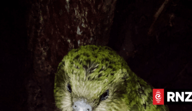 Over 100 kākāpō chicks hatch in record-breaking breeding season