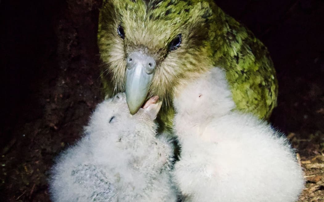 A large green kakapo bird with two young white/grey fluffy kakapo chicks in a nest.