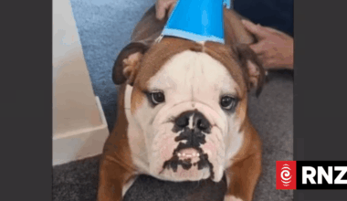 Dog’s birthday video helps landlords win rental ruling against Lower Hutt couple