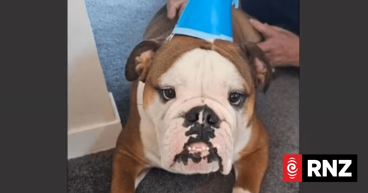 Dog’s birthday video helps landlords win rental ruling against Lower Hutt couple