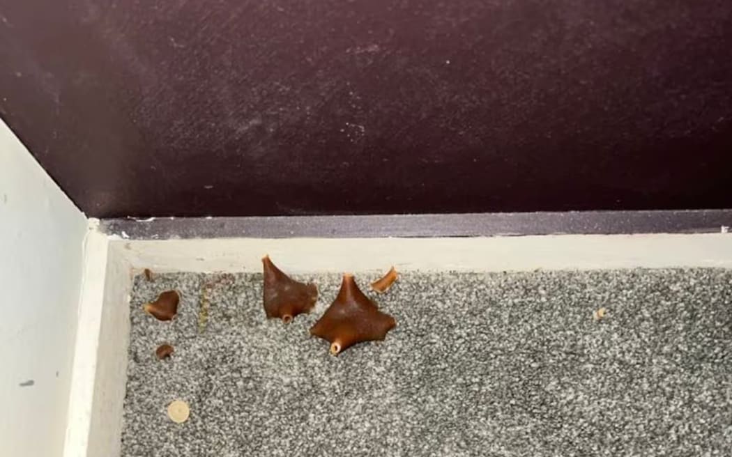 The photos, which the Tenancy Tribunal found had been supplied to the property manager during a previous tenancy, showed mushrooms growing on the carpet of the main bedroom.