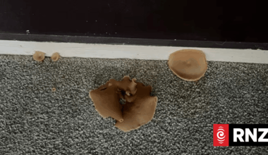 Tenancy Tribunal hears ongoing leak in Auckland rental caused mushrooms to sprout from bedroom carpet