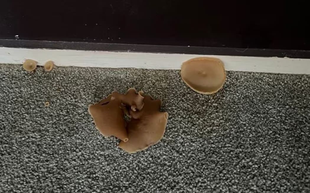 The main bedroom of a rental property had an ongoing leak, with the dampness so persistent that mushrooms appeared on the carpet causing a