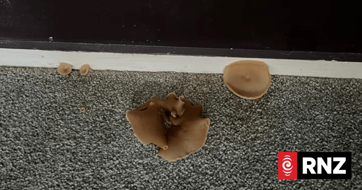 Tenancy Tribunal hears ongoing leak in Auckland rental caused mushrooms to sprout from bedroom carpet