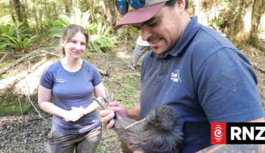Kiwi come home: Taonga return to ancestral forest after 30-year effort