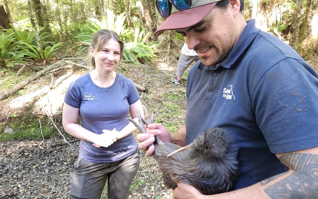Six kiwi were released into the Rangataua conservation area.