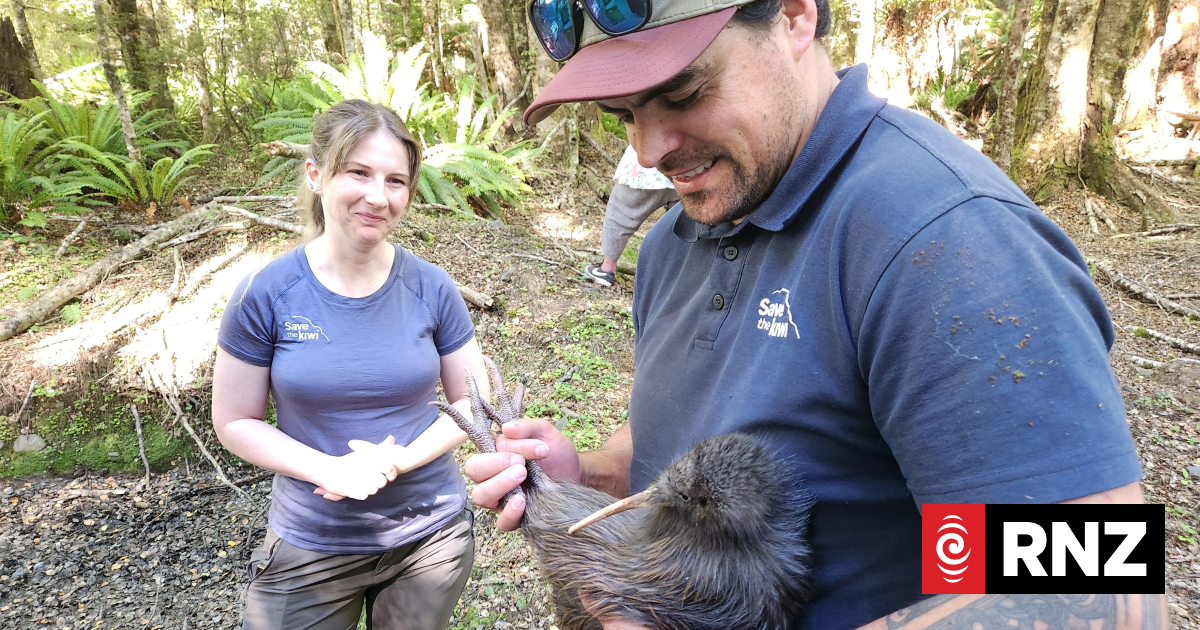 Kiwi come home: Taonga return to ancestral forest after 30-year effort