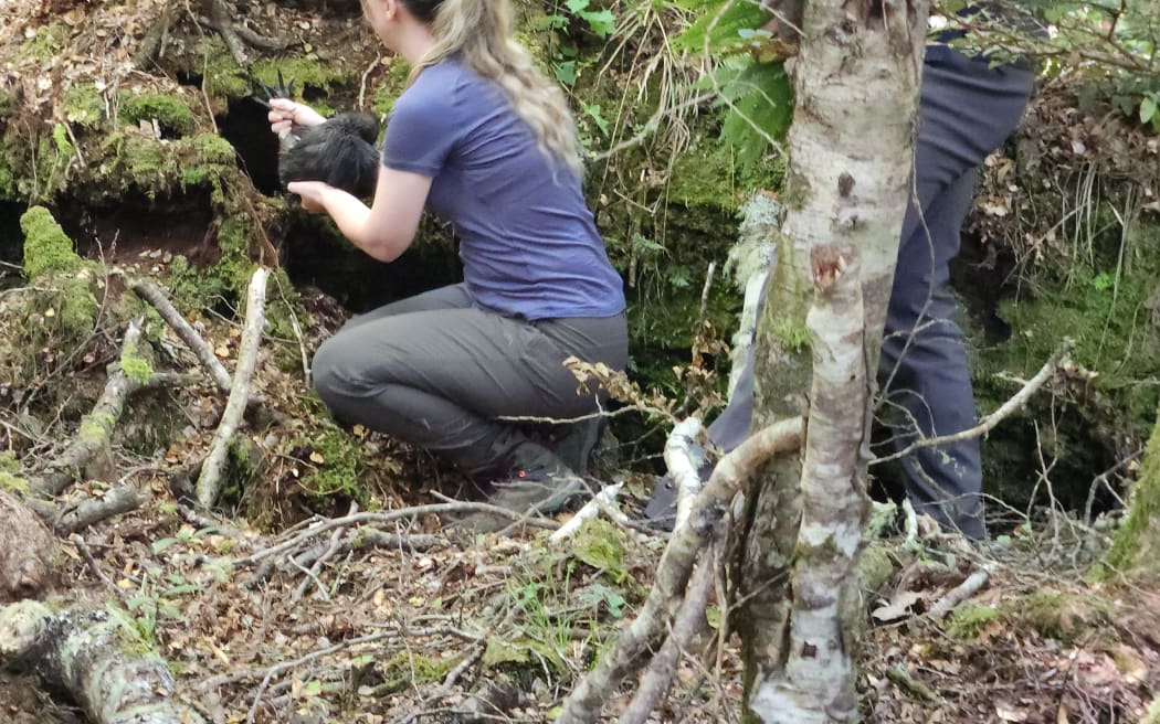 A kiwi is moved into its first burrow in the Rangataua forest.