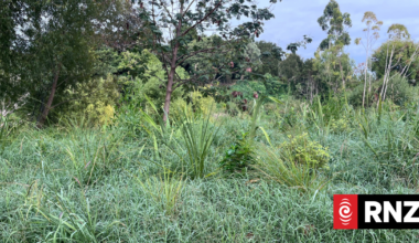 'Unmitigated disaster': Weeds 'suffocating' council's native planting, resident says