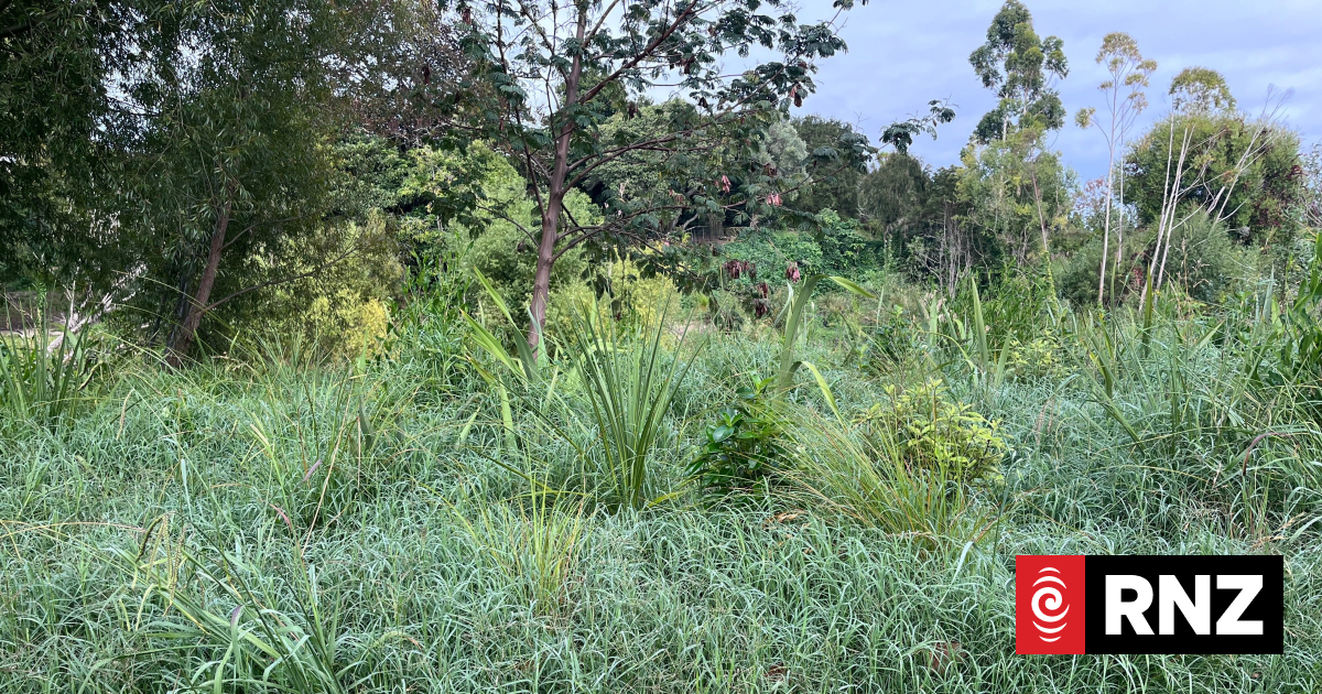 'Unmitigated disaster': Weeds 'suffocating' council's native planting, resident says