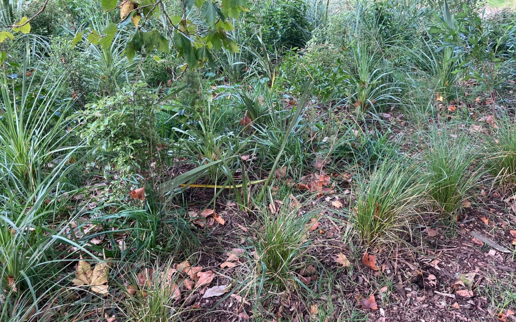 A Gisborne resident says that the district council's native planting in the reserve at the end of his road is an "unmitigated disaster".
