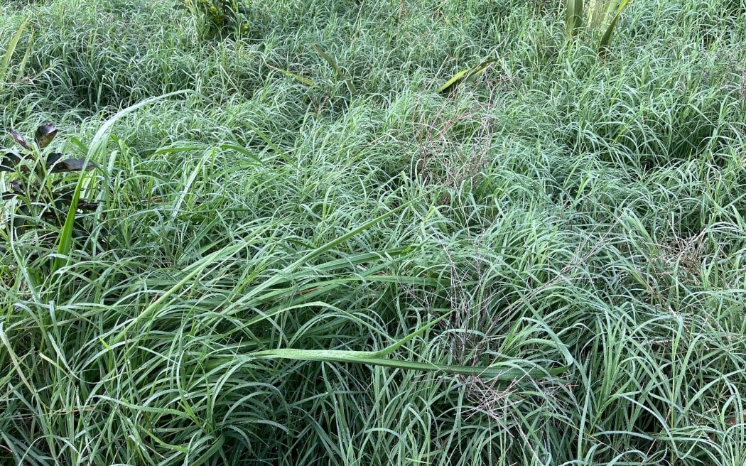 A Gisborne resident says that the district council's native planting in the reserve at the end of his road is an "unmitigated disaster".
