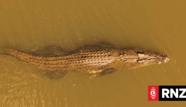 Steve Irwin made totemic crocodile Old Faithful famous. Recently laws may have been broken in its capture