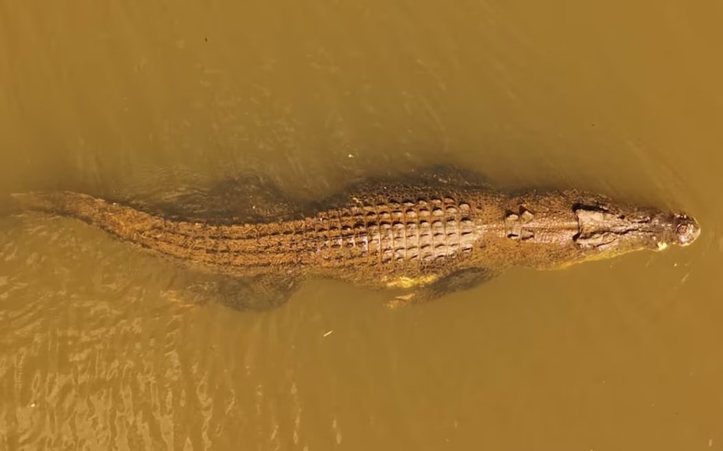Old Faithful is a four-and-a-half metre reptile revered by traditional owners across Cape York.