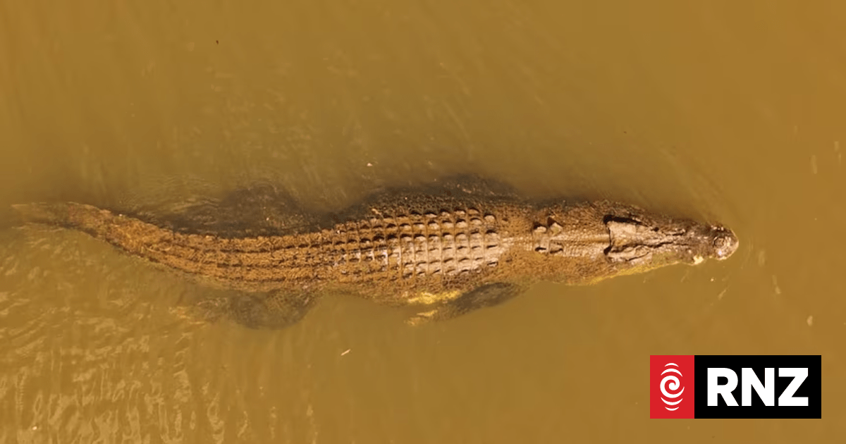 Steve Irwin made totemic crocodile Old Faithful famous. Recently laws may have been broken in its capture