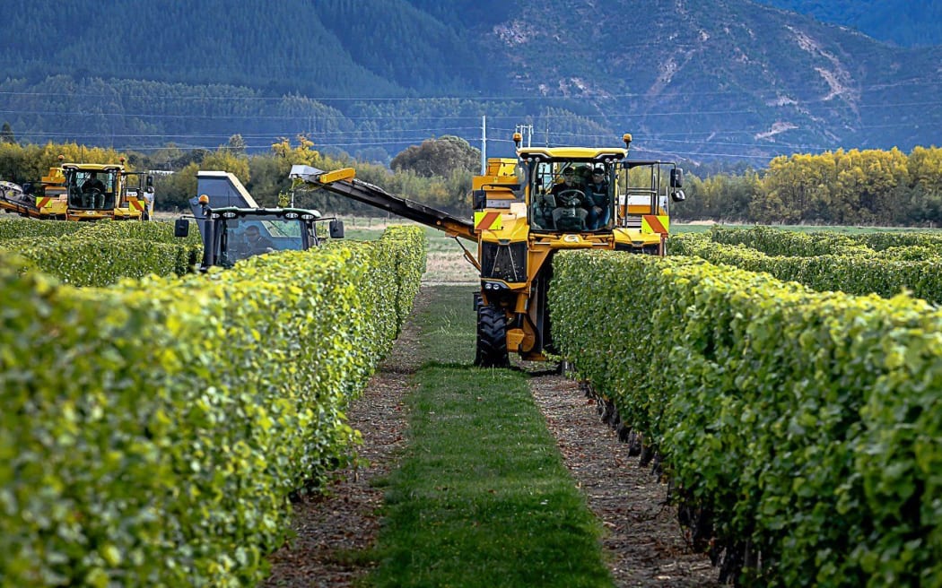 Wine harvest in 2025. Like last year, only the very best fruit will be picked as wine companies try to rebalance supply with demand.