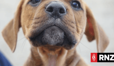 Government, SPCA putting $1.2 million towards desexing dogs