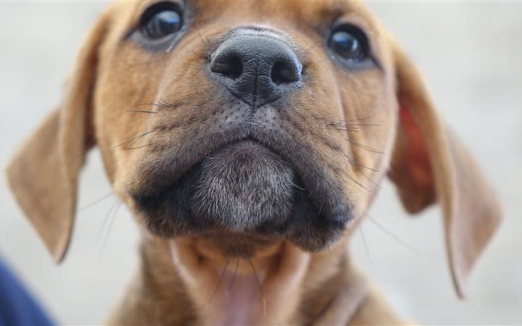 Government has announced funding to try to curb rife uncontrolled dog breeding in Auckland and Northland. Dog, dogs, puppy generic