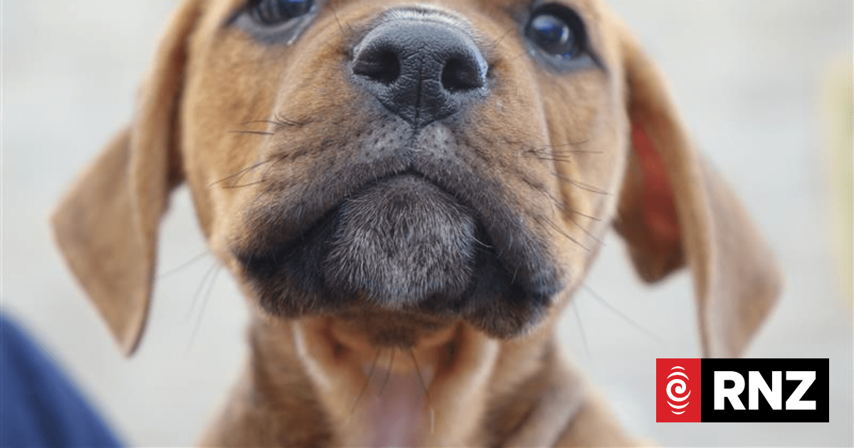 Government, SPCA putting $1.2 million towards desexing dogs