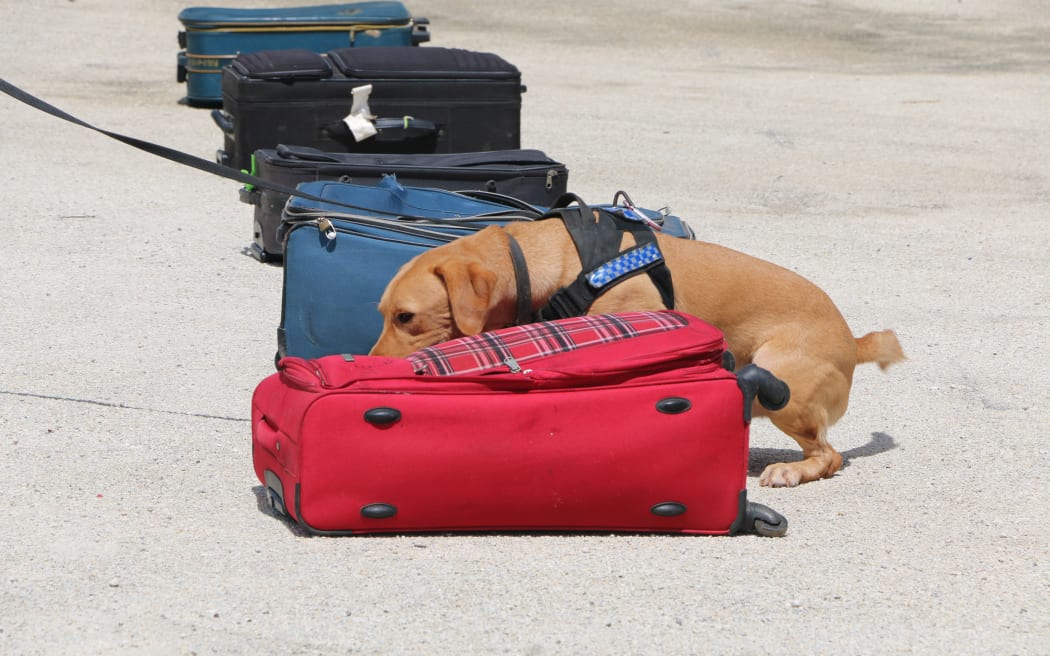 A Pacific Detector Dog programme dog in Tonga.