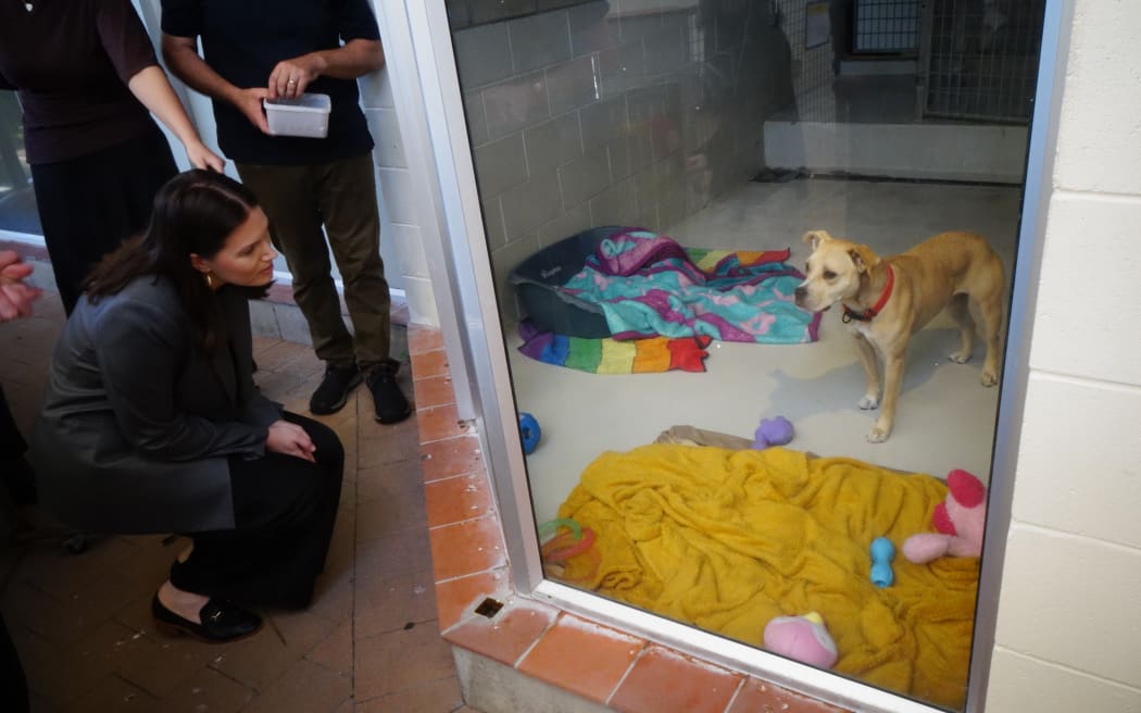 Internal Affairs Minister Brooke van Velden has announced funding to try to curb rife uncontrolled dog breeding in Auckland and Northland.