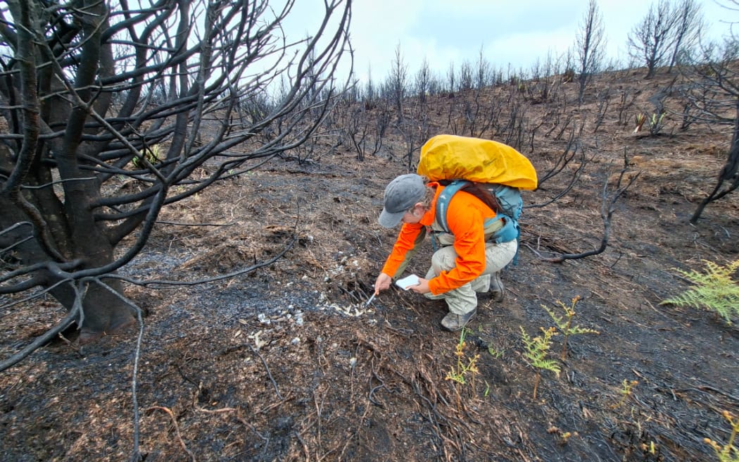 Ecologist Jess Scrimgeour doing fauna assessments in the burnt area.