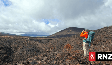 Native speargrass survives Tongariro inferno virtually unscathed, report reveals