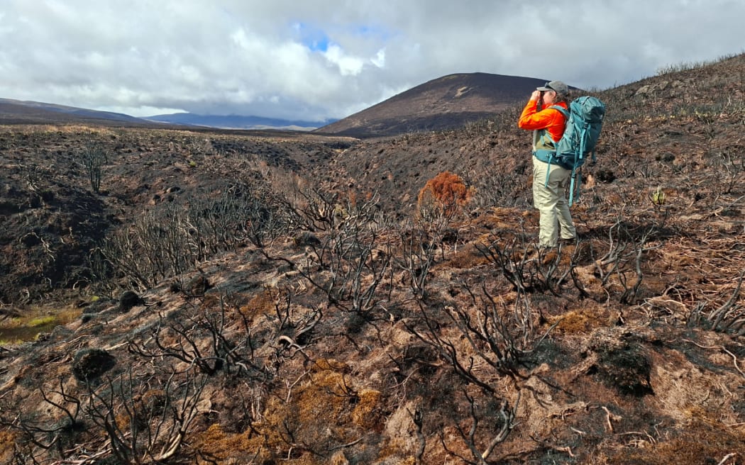 Ecologist Jess Scrimgeour doing fauna assessments in the burnt area.