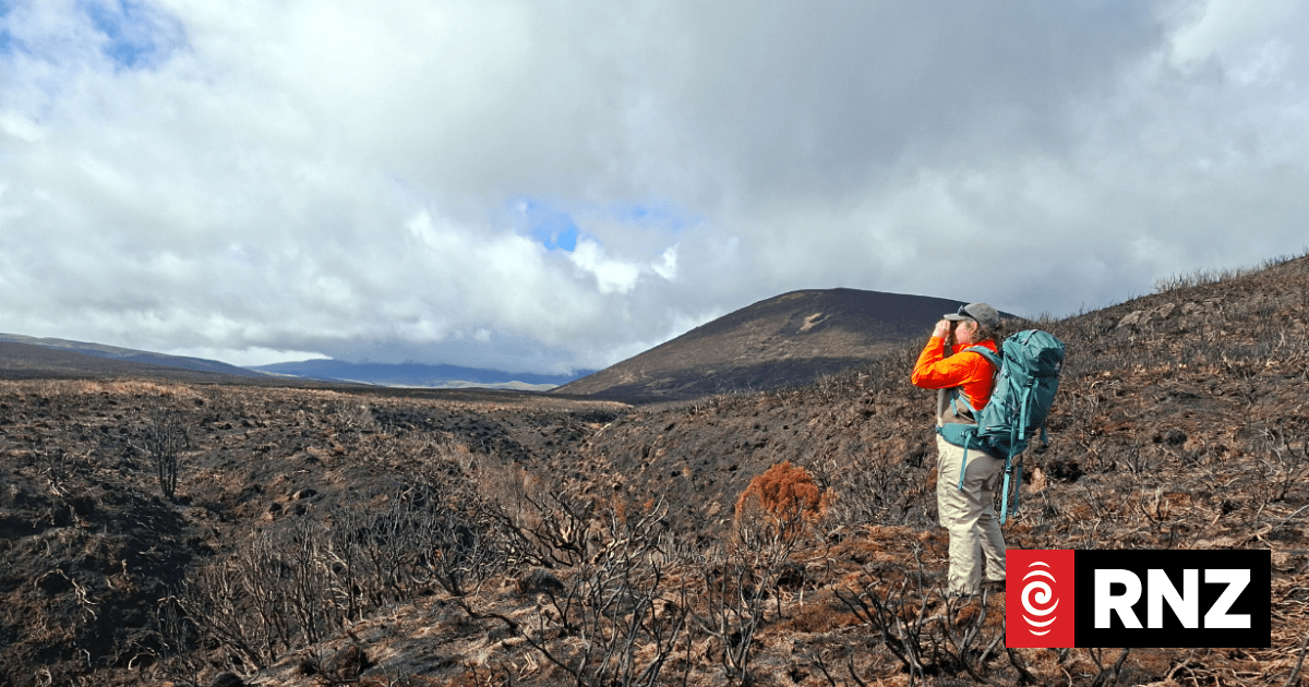 Native speargrass survives Tongariro inferno virtually unscathed, report reveals