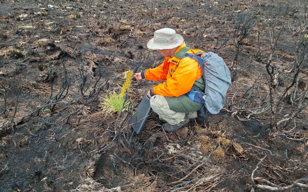 Ecologist Paul Cashmore with Volcanic Plateau speargrass.