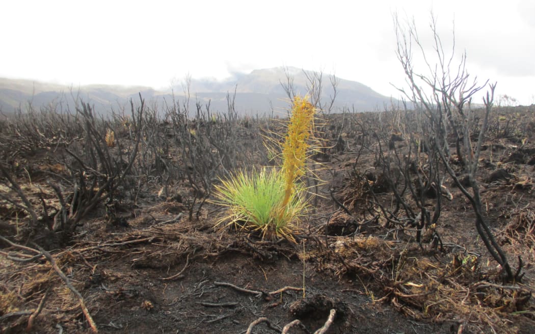 Volcanic Plateau speargrass.