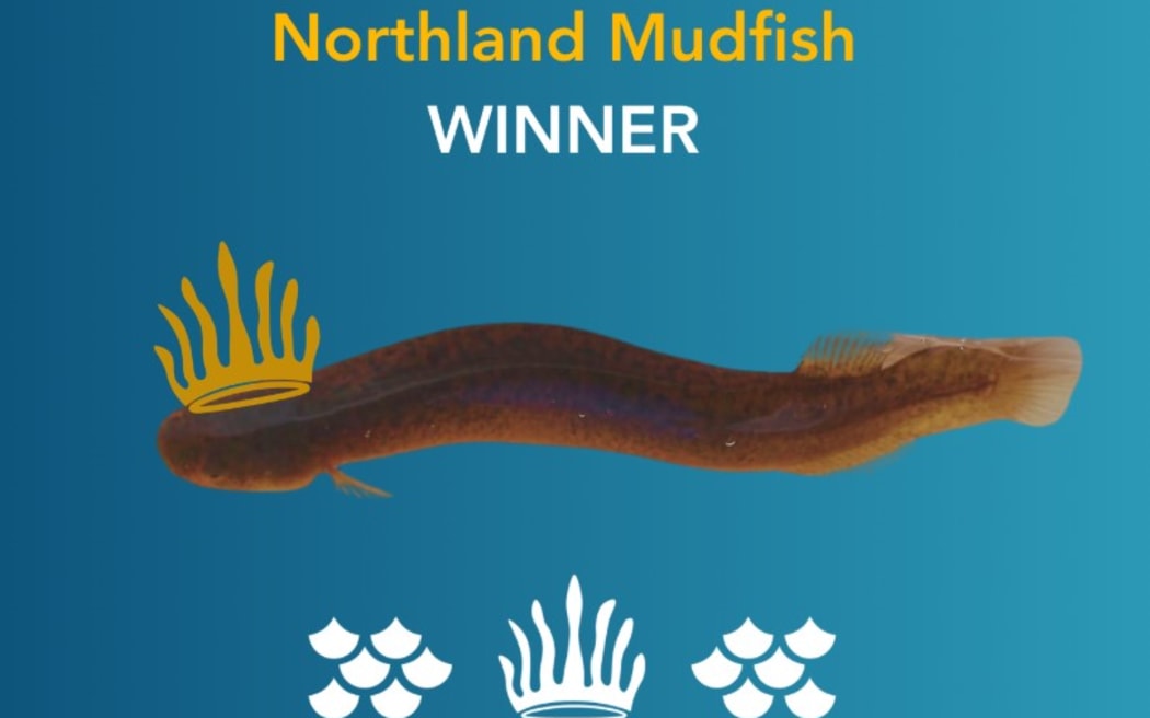 The secretive, wetland-dwelling Northland mudfish has been named Fish of the Year 2026.