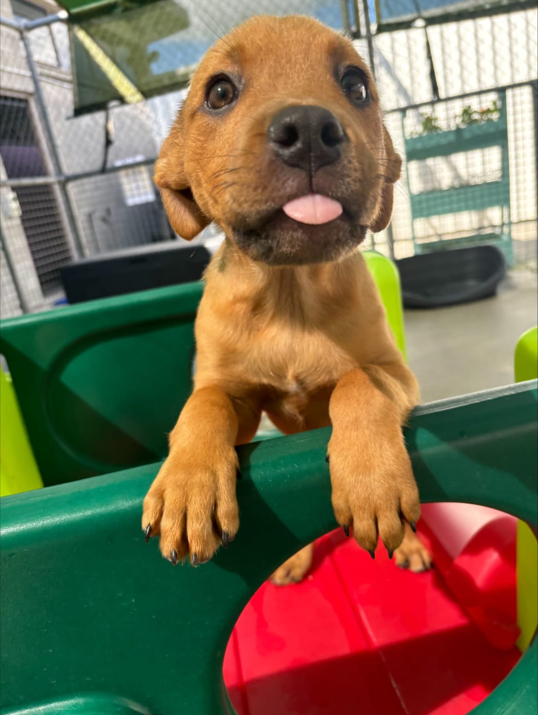 The Pukekohe shelter opened last year, to help ease the pressure on Auckland Council's other three dog shelters.